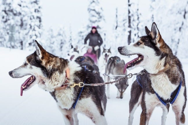 Paseo en trineo de perros husky