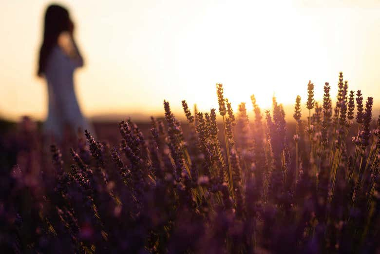 Tour de la lavanda por Valensole