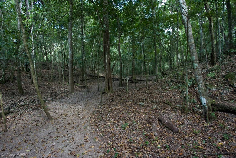 Tour de 5 días por El Mirador y El Tintal