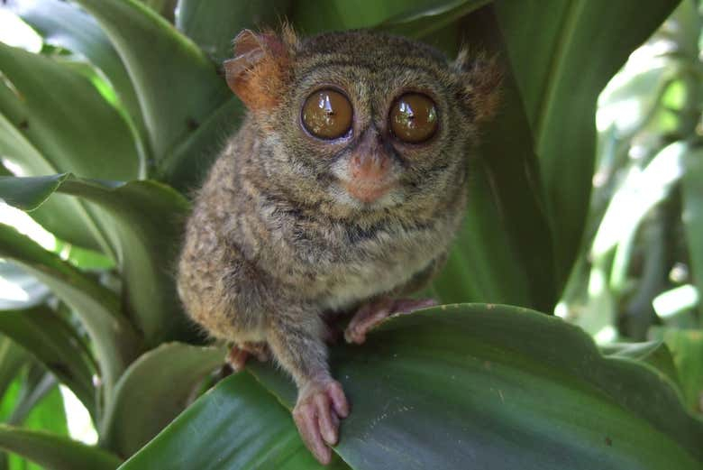 Tour privado de 3 días por la Reserva Natural Tangkoko