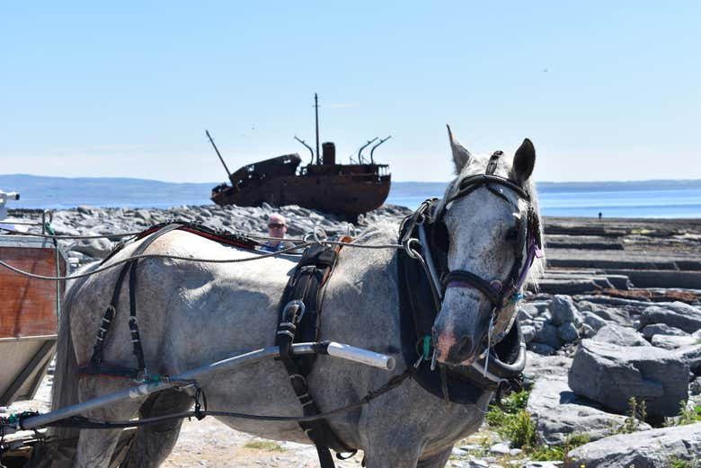 Ferry a Inisheer + Paseo en barco por los acantilados de Moher