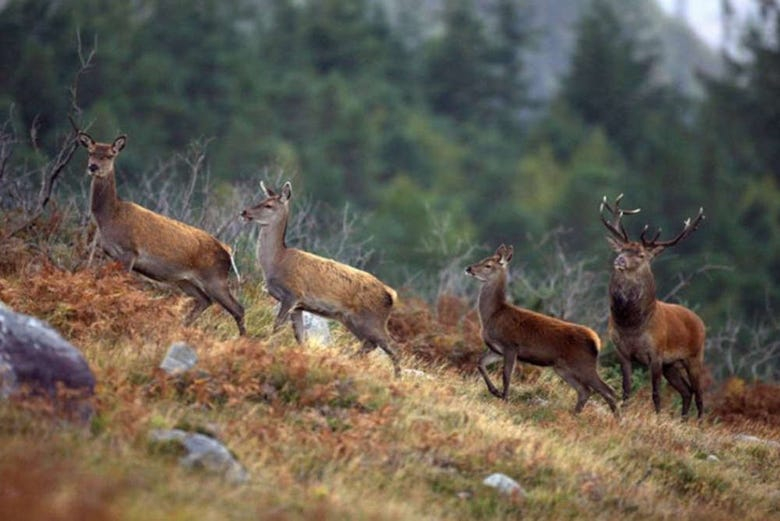 Safari por el Parque Nacional de Connemara