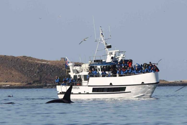 Avistamiento de ballenas en Hólmavík