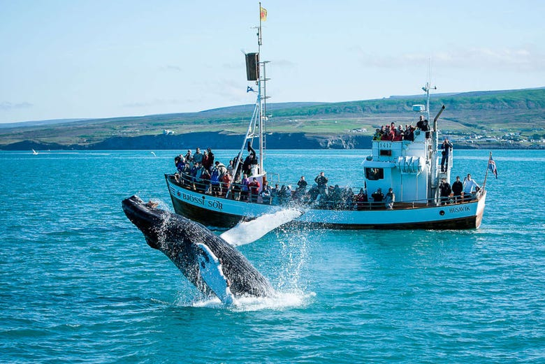 Avistamiento de ballenas y frailecillos