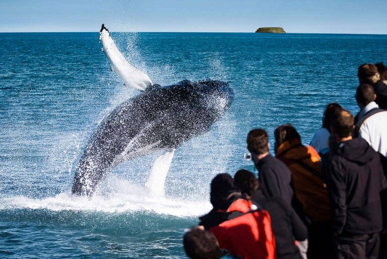 Avistamiento de ballenas en barco ecológico