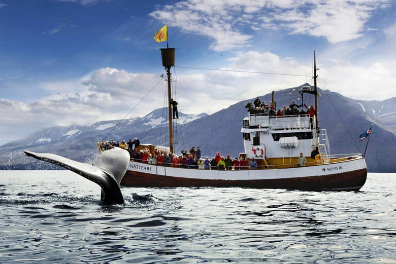 Avistamiento de ballenas