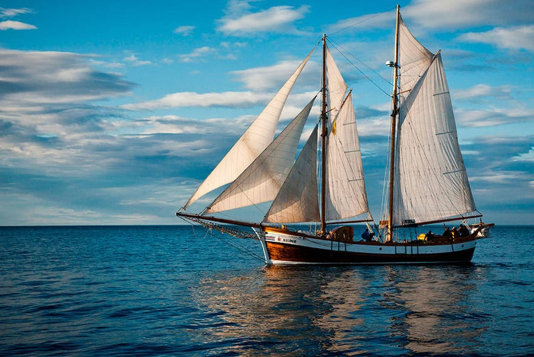 Avistamiento de ballenas en goleta