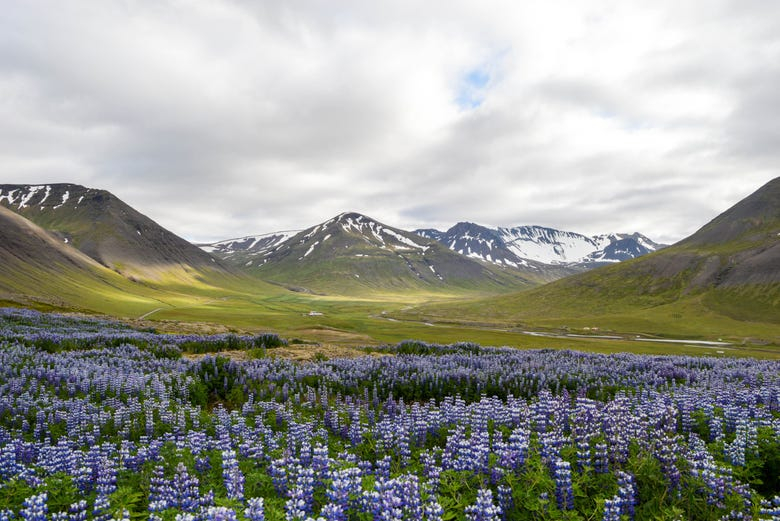 Tour por los Westfjords para cruceros