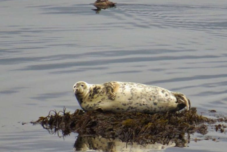 Avistamiento de focas en Raudasandur