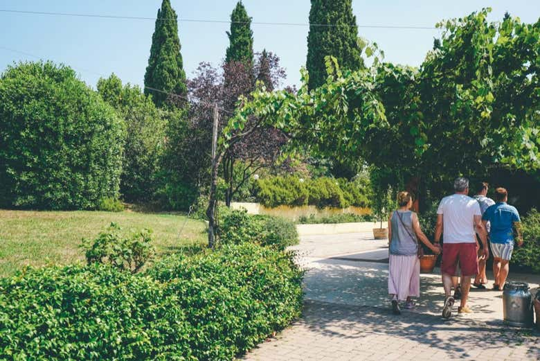 Tour del vino por Valpolicella 