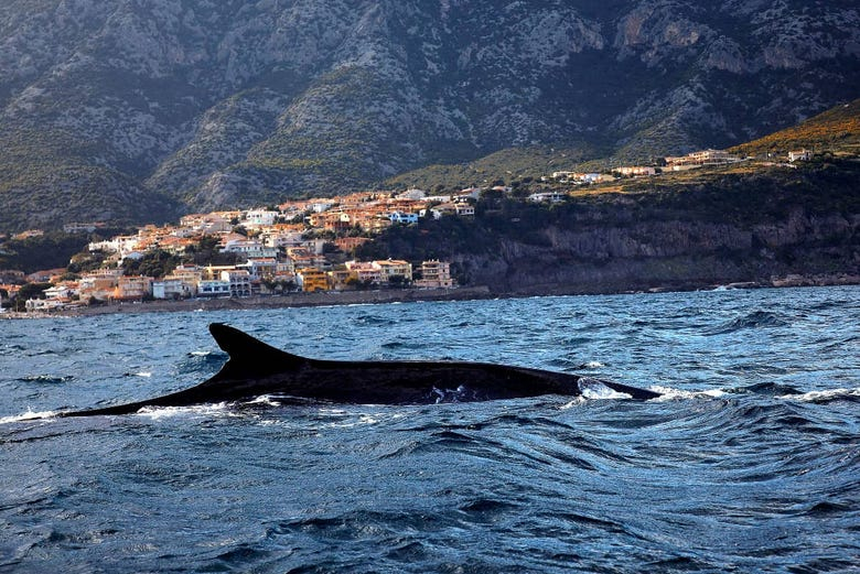 Avistamiento de delfines y ballenas