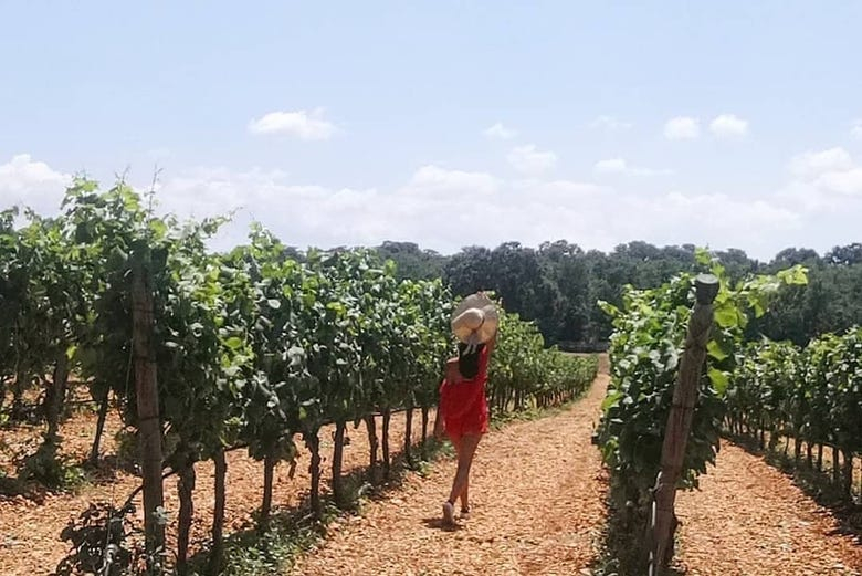 Cata de vinos en el valle de Itria