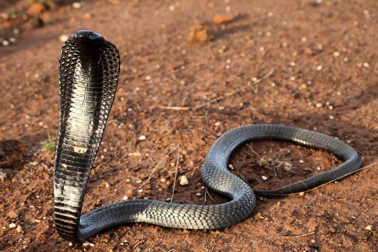 Excursión a Bio-Ken Snake Farm 