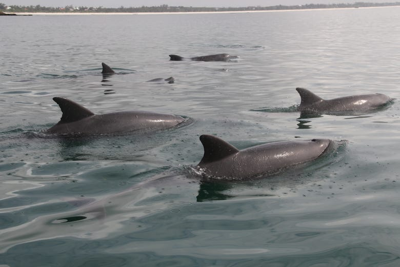 Avistamiento de delfines en Watamu + Snorkel