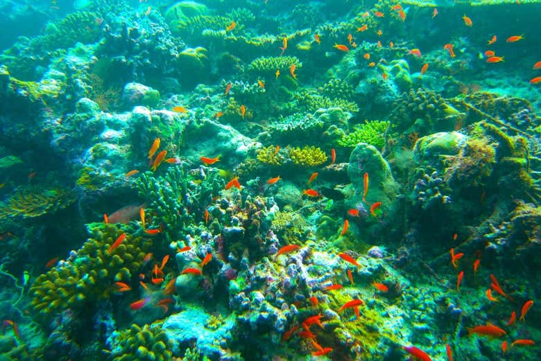 Snorkel en Addu