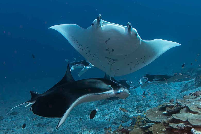 Snorkel con tortugas y mantarrayas