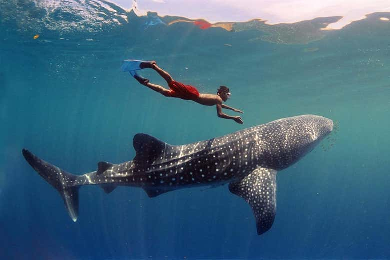 Snorkel con tiburones ballena y mantarrayas