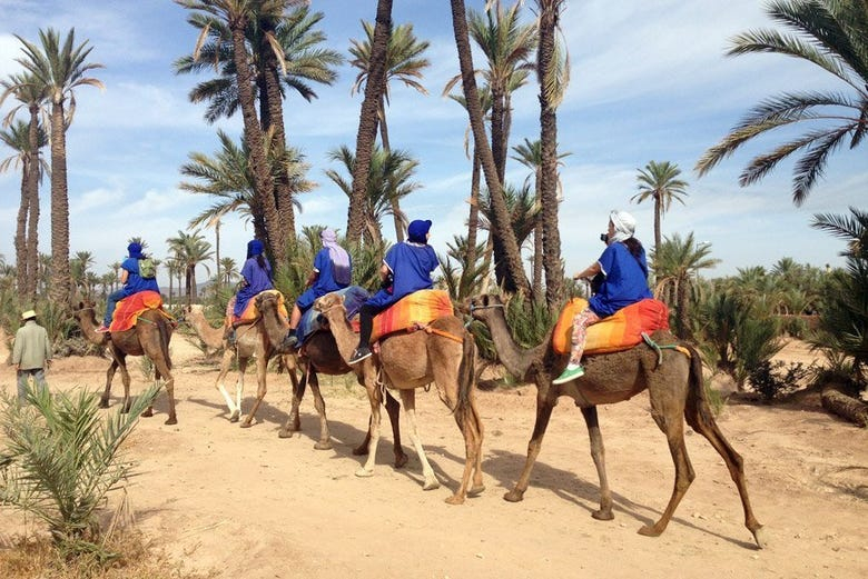 Paseo en camello por el palmeral
