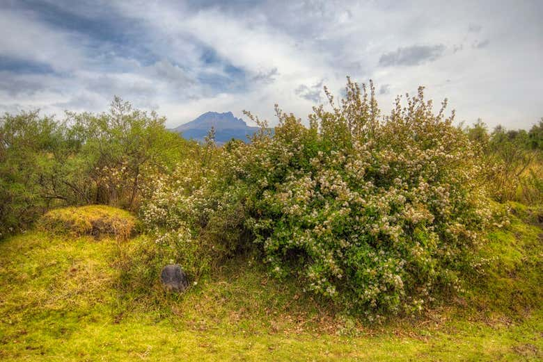 Senderismo por el Parque Nacional La Malinche