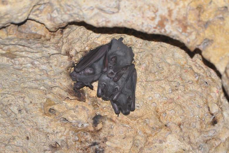 Tour por la cueva de las Serpientes Colgantes 