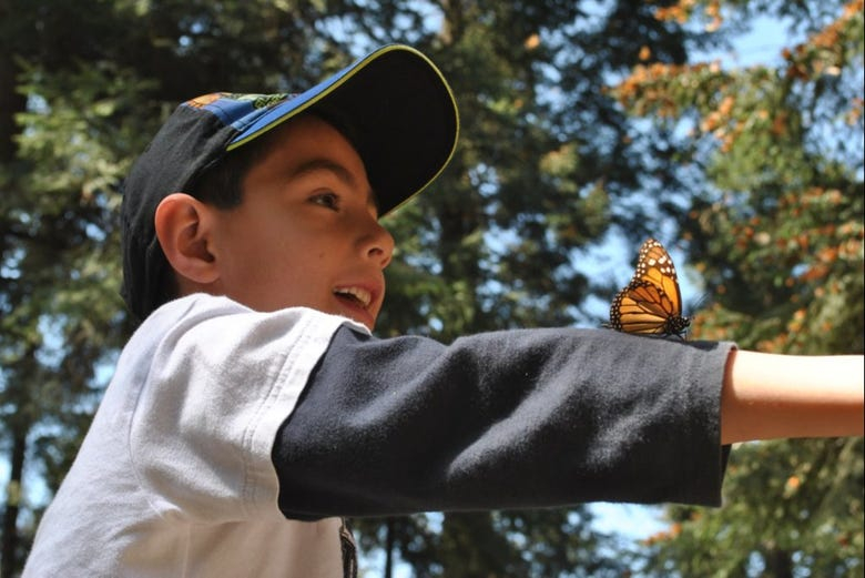 Excursión al santuario de mariposas monarca Sierra Chincua