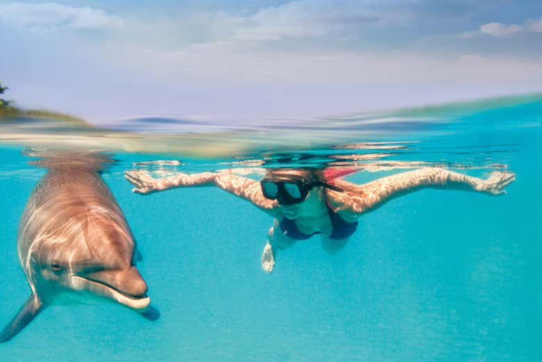 Nado con delfines en Riviera Maya