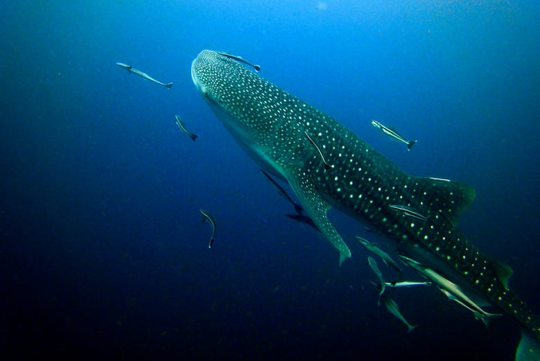 Nado con tiburones ballena + Isla Mujeres