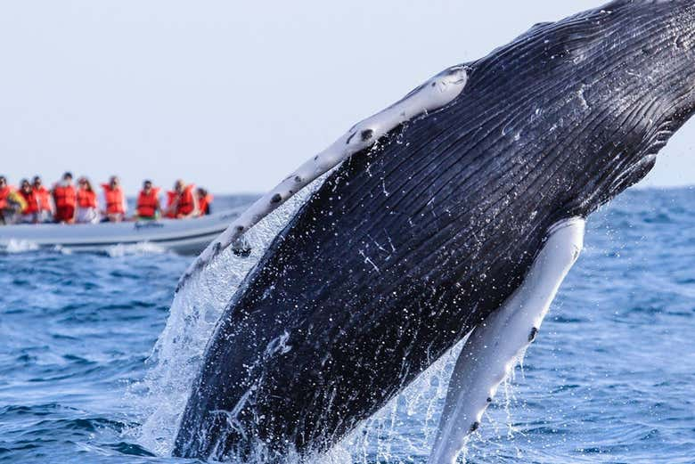 Avistamiento de ballenas en la Riviera Nayarit