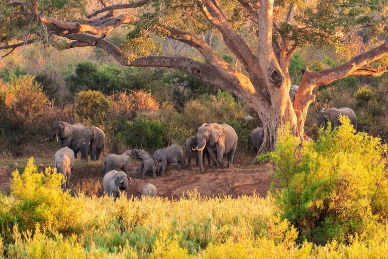 Safari por el Parque Nacional Kruger