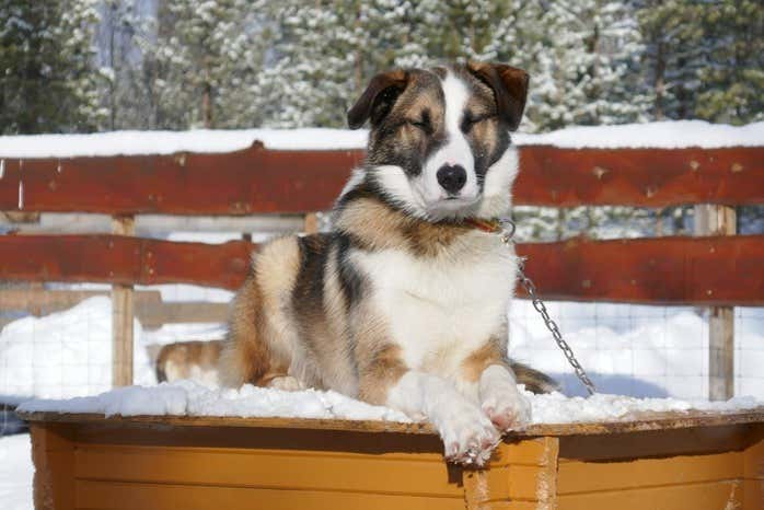 Visita a un criadero de perros husky