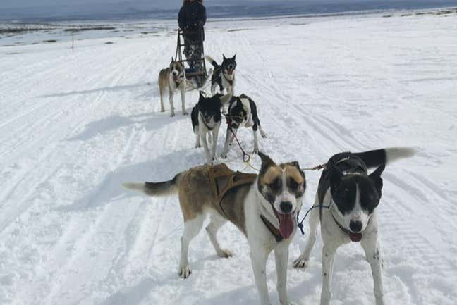 Paseo en trineo de perros husky