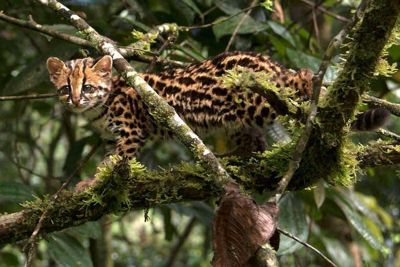 Senderismo por el Parque Nacional Yanachaga Chemillén