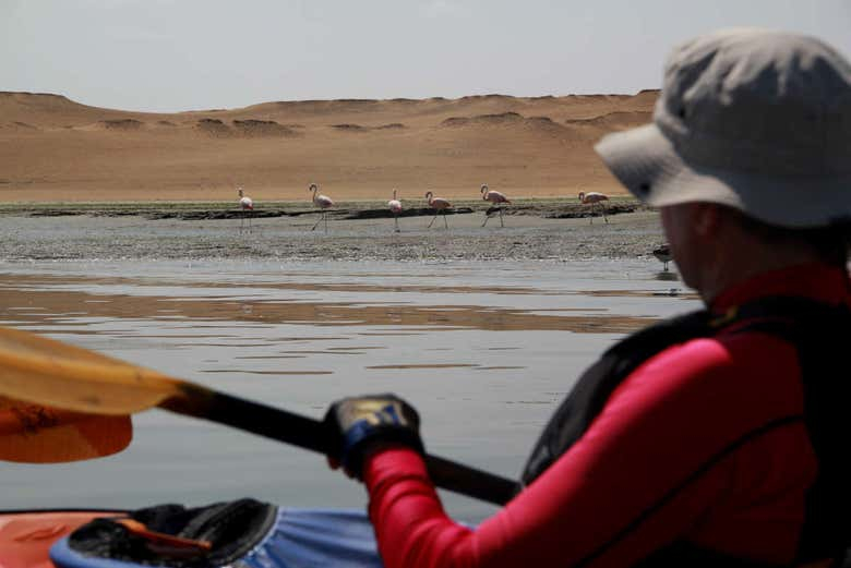 Tour en kayak por la bahía de Paracas