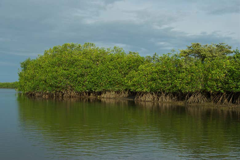 Excursión a Tumbes