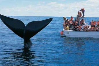 Avistamiento de ballenas en El Ñuro