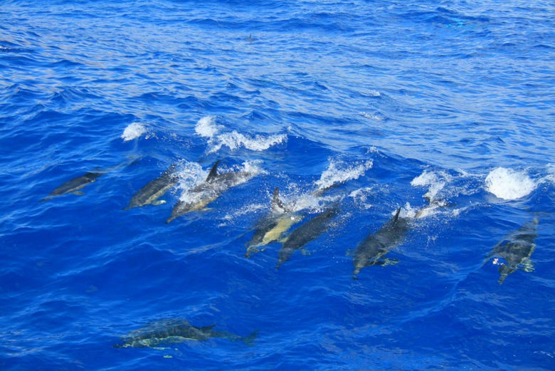 Avistamiento de cetáceos en catamarán