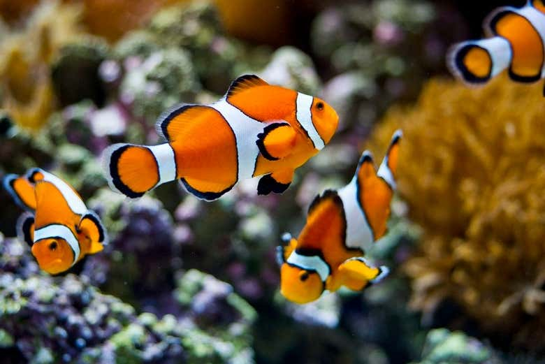 Entrada al Oceanario de Lisboa