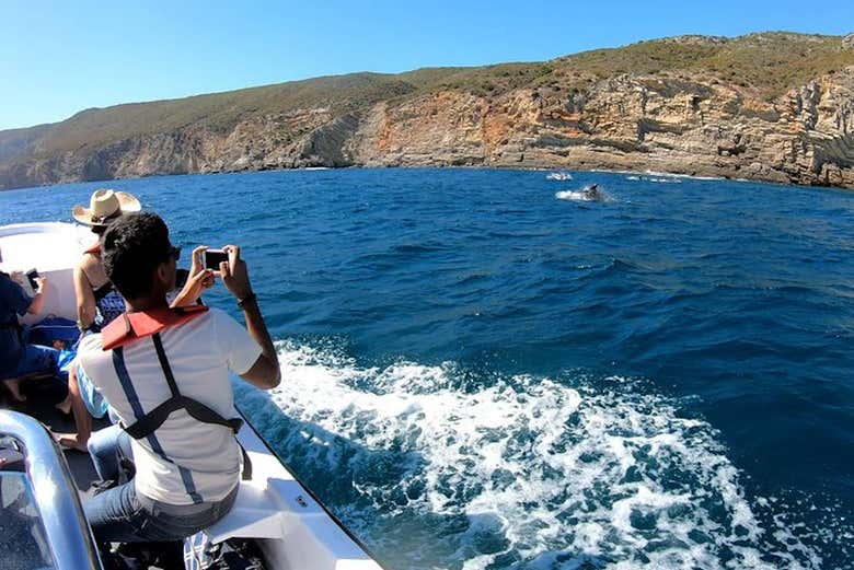 Avistamiento de delfines en Arrábida