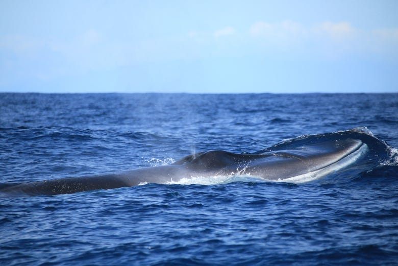 Avistamiento de ballenas y delfines + Islotes de Cabras