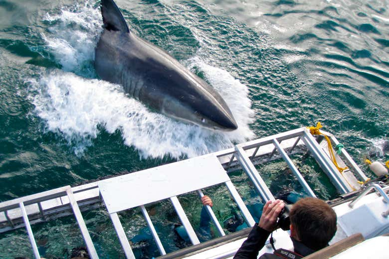 Baño con tiburones en Gansbaai