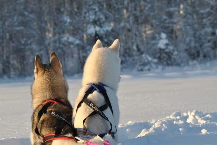 Paseo en trineo de perros husky