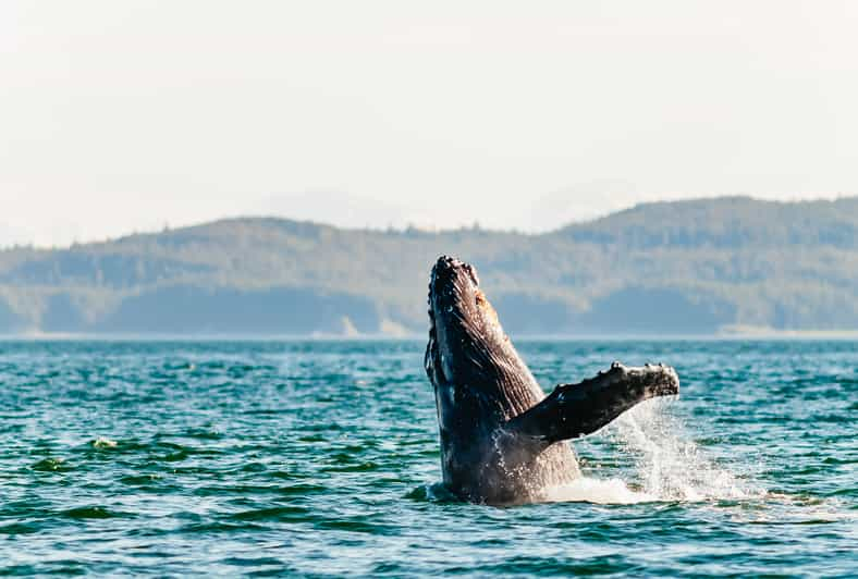 Juneau: Crucero de Avistamiento de Ballenas con Aperitivos y Bebidas