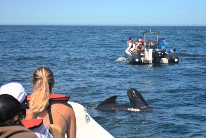 Sesimbra: Tour en barco para avistar delfines con guía biólogo