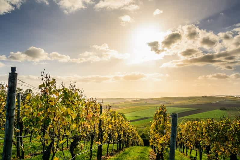 De París a Champaña: Excursión de un día a Reims o Épernay