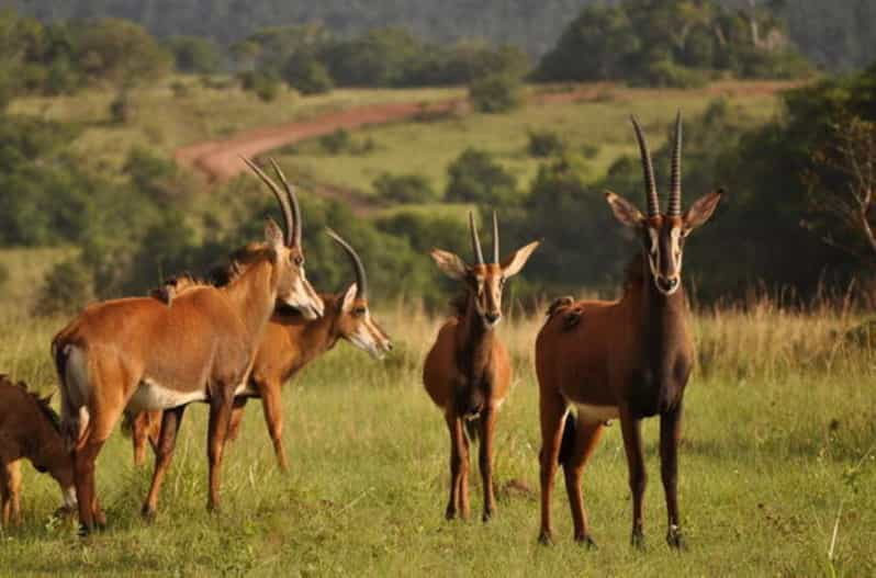 Excursión de 1 día a las Colinas de Shimba