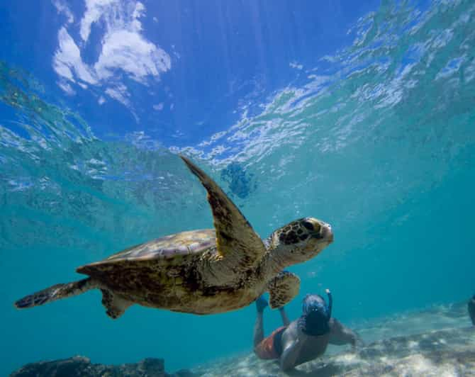 Snorkel privado y nado con tortugas marinas