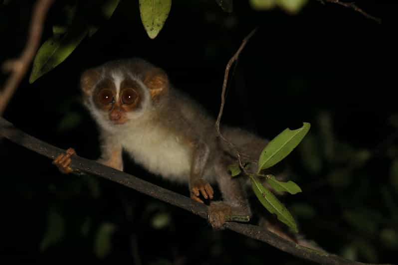 Excursión Nocturna para ver Loris Escurridizos y Raros en Sigiriya