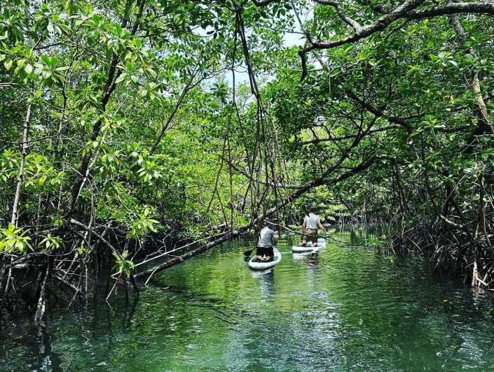 SUP en el bosque de manglares