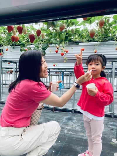 Osaka Izumisano : Recogida de Fresas "Todo lo que puedas comer