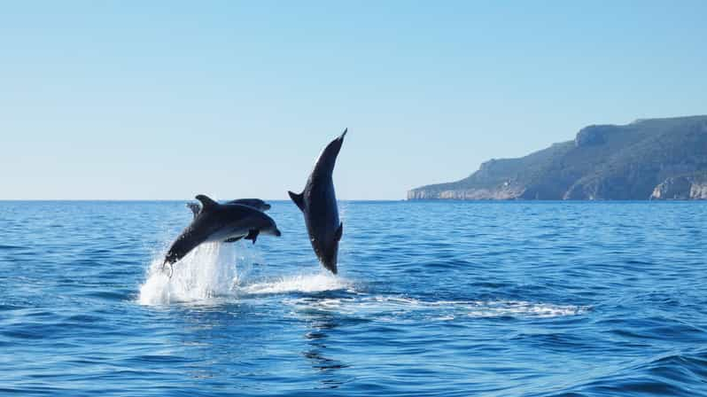 Sesimbra: Avistamiento de Delfines en el Parque Natural de Arrábida